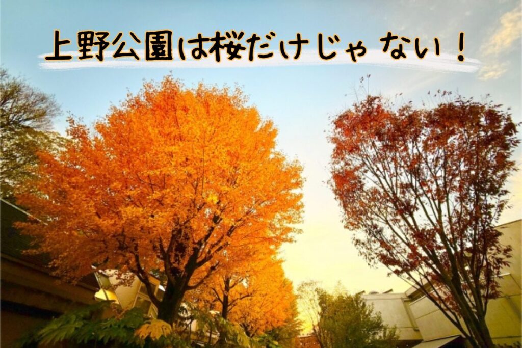 春の花といったら桜のお花見が定番ですね。秋の葉といったらイチョウや紅葉が定番!紅葉は辺り一面暖色に包まれ、上野公園の新しい顔を見せてくれます。
特に圧巻な場所は国立博物館前のユリノキ。本館の北側に周ると庭園があり池を中心に辺りがイチョウや紅葉で色づきます。