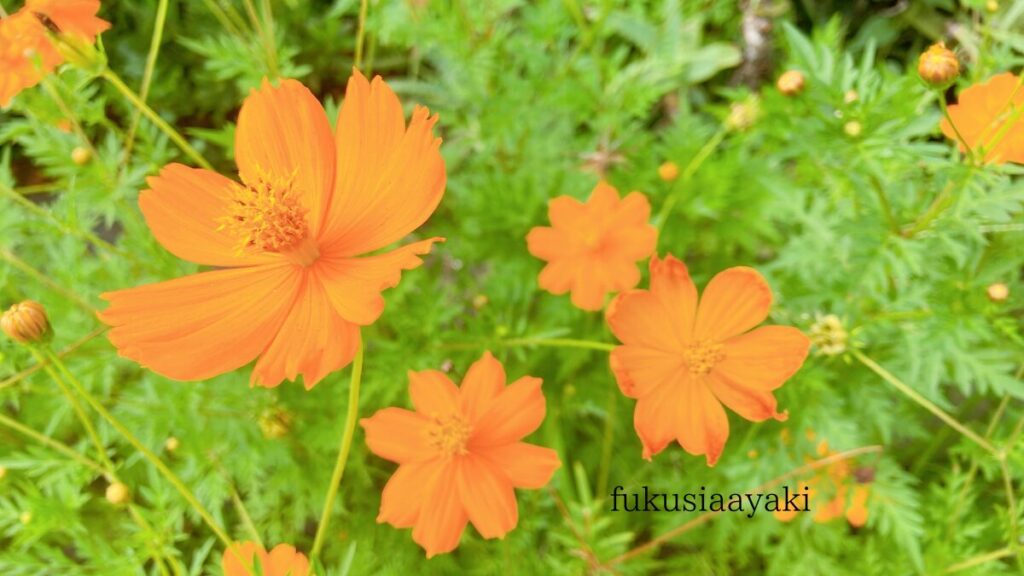 コスモス　画像　花言葉