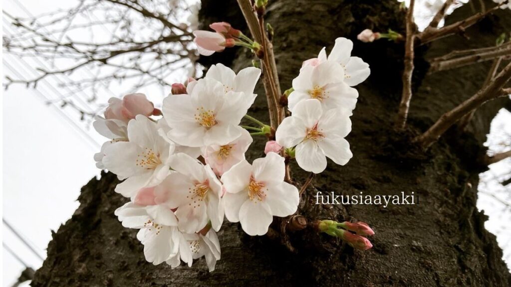 桜　画像　花言葉