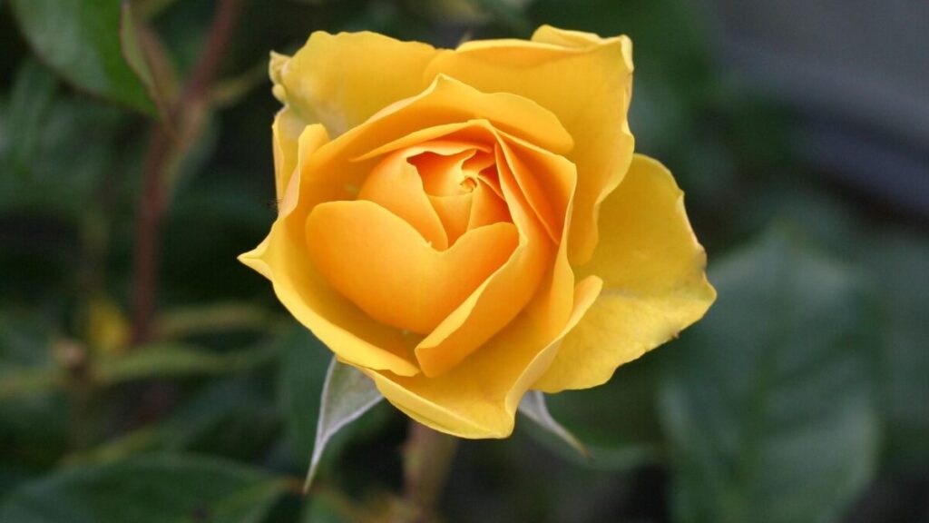黄色
バラ
薔薇