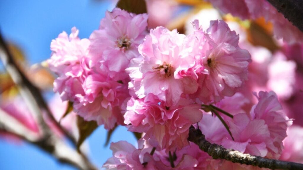 八重桜　画像