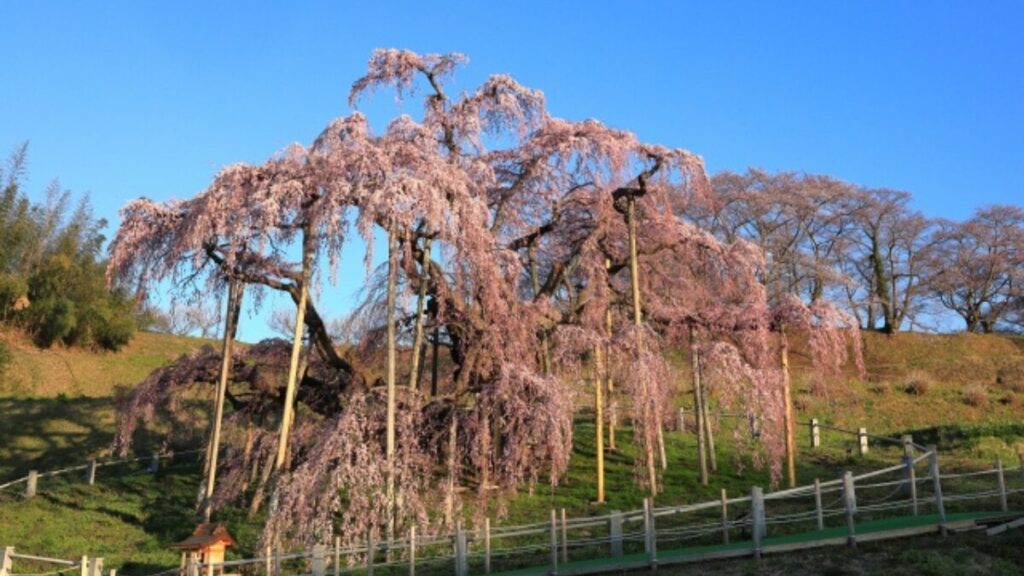 枝垂れ桜　画像