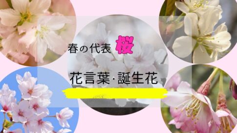 春の代表桜花言葉と誕生花