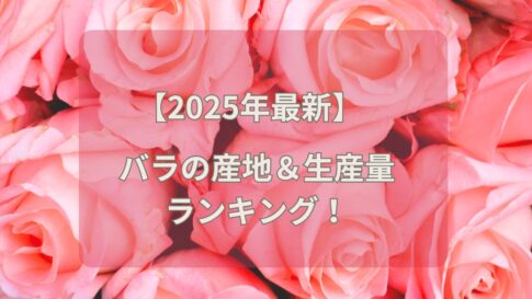 【2025年最新】バラの産地＆生産量ランキング！贈り物に最適なバラの花言葉についても紹介！