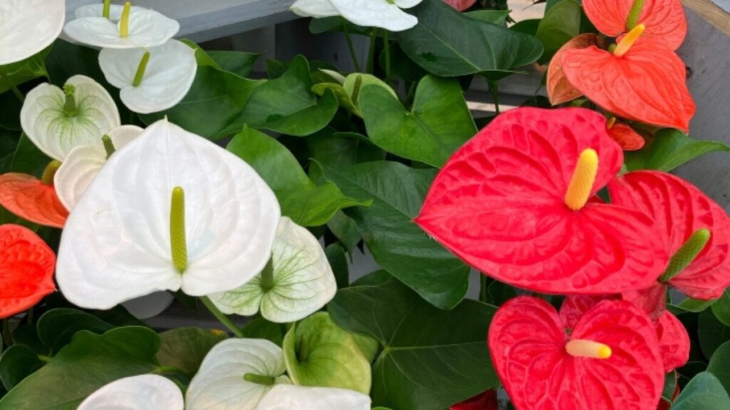 アンスリウム　花言葉