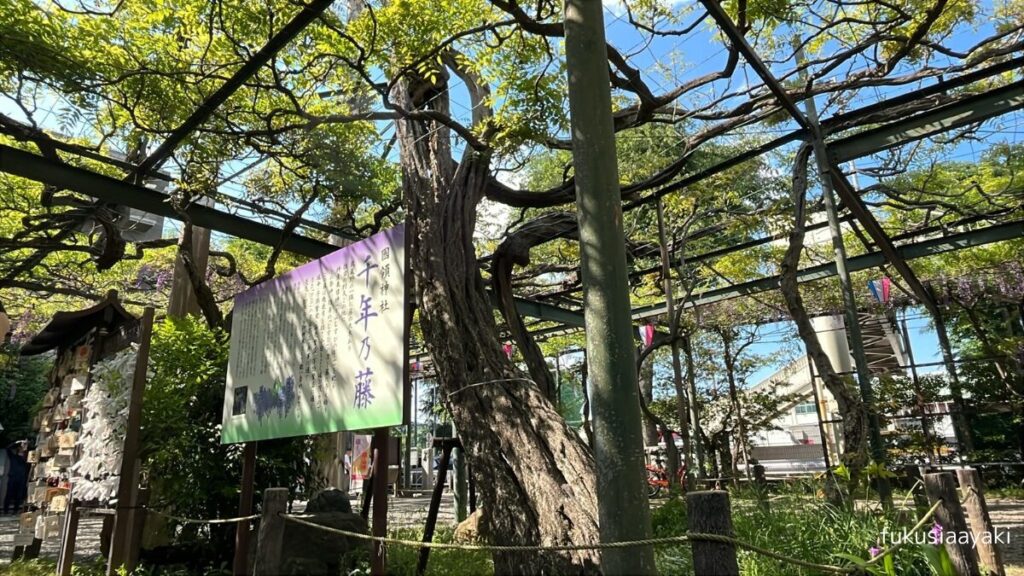 御神木【千年乃藤】