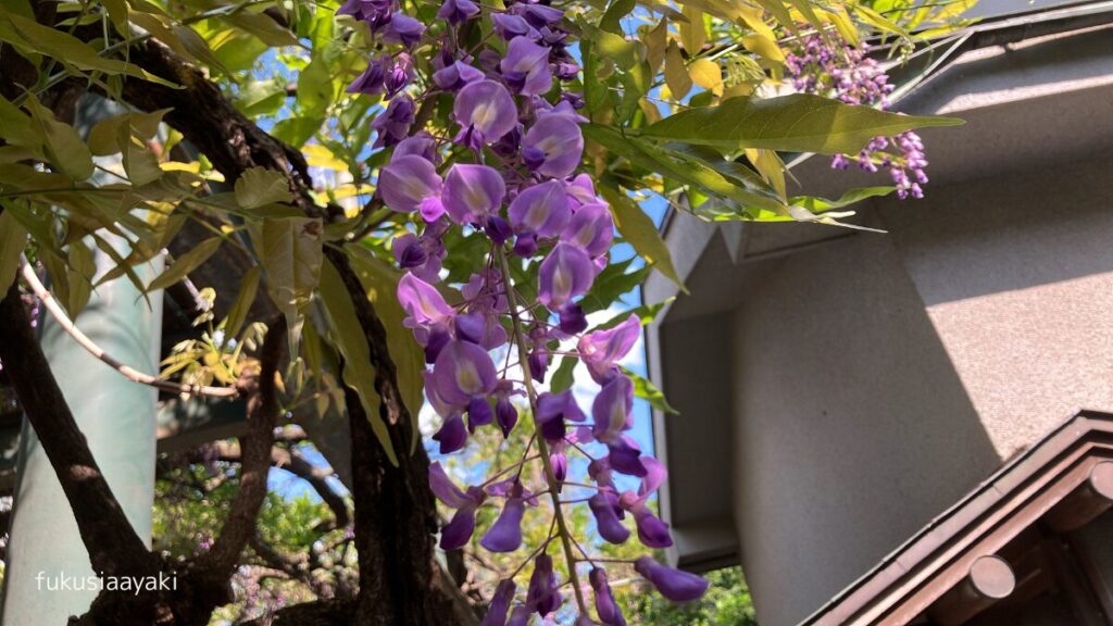 藤の花言葉
國領神社
