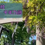 國領神社の千年乃藤をレビュー！藤まつりの開催期間や藤の開花期限定の御朱印＆御守りついて紹介します！ 花言葉