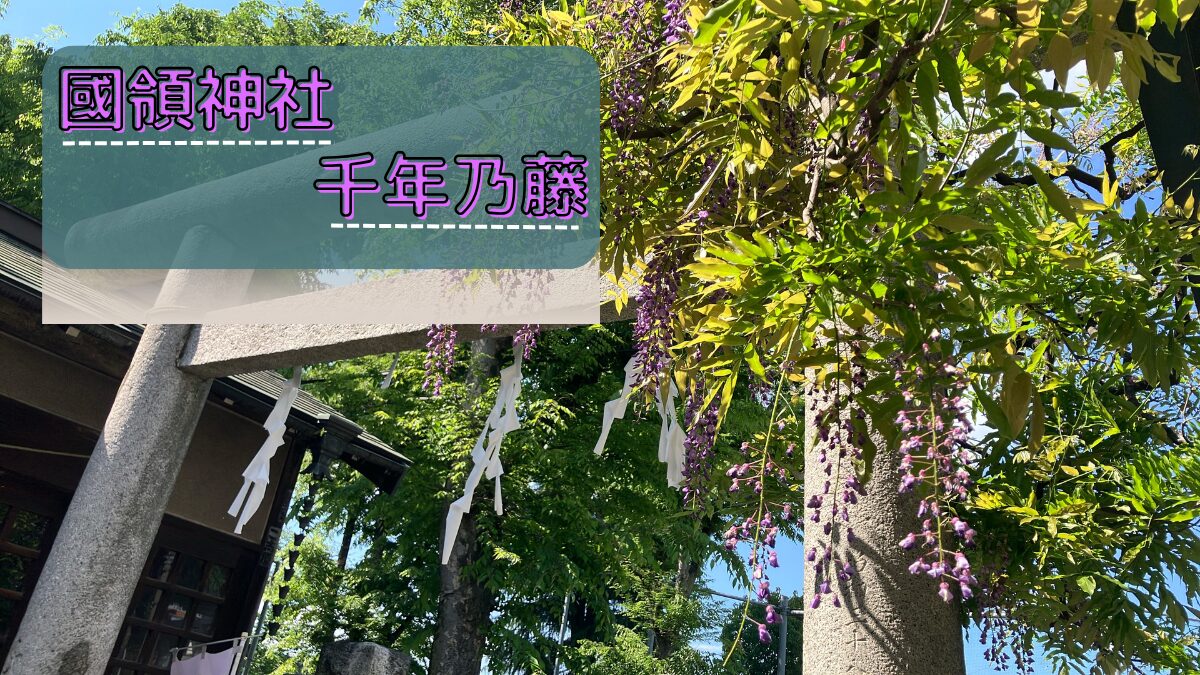 國領神社の千年乃藤をレビュー！藤まつりの開催期間や藤の開花期限定の御朱印＆御守りついて紹介します！ 花言葉