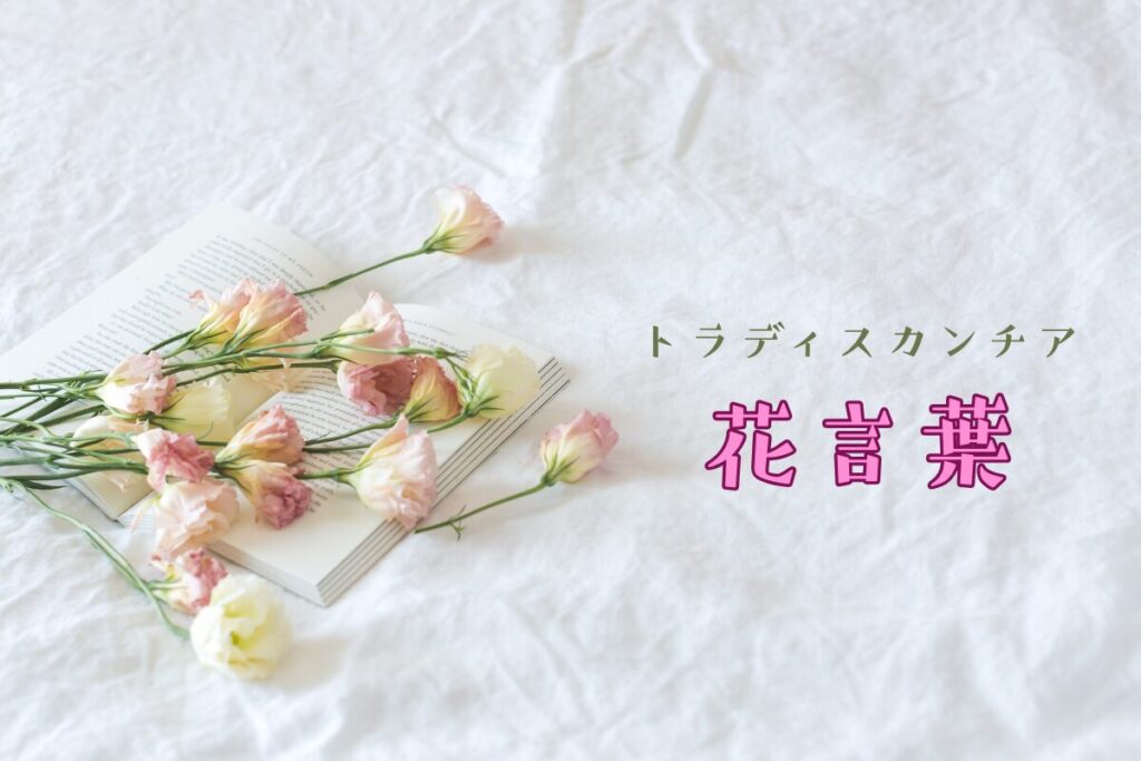 トラディスカンチアの花言葉