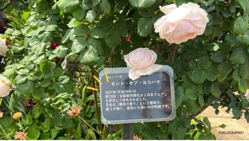 港の見える丘公園
セントオブヨコハマ
