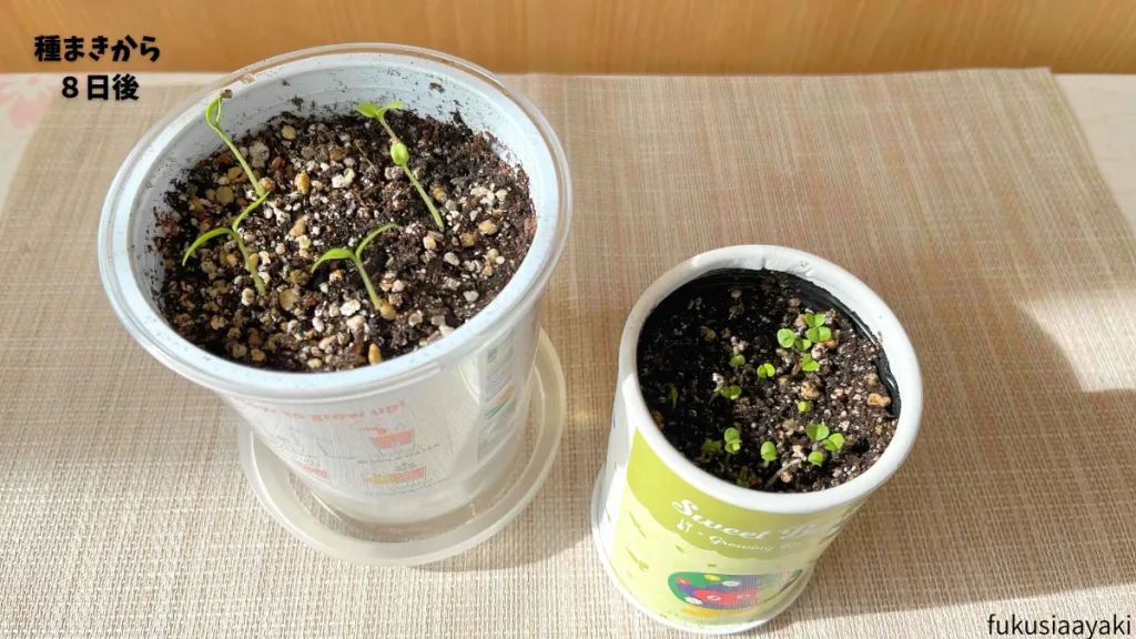 発芽から3日目(種まきから8日目)