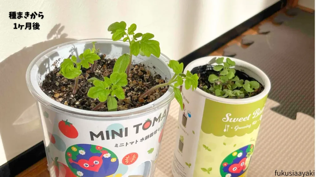 種まきから1ヶ月後