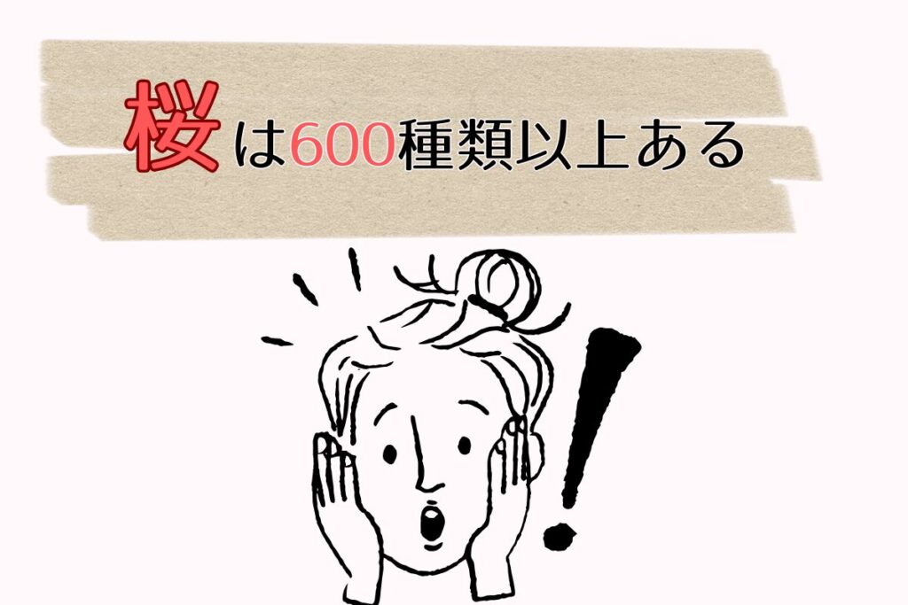 桜は600種類以上ある⁉︎見た目の違いや見分け方について