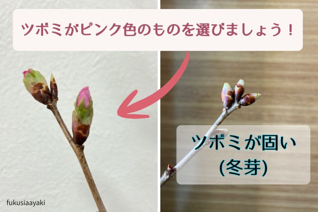 花屋さんで桜を見かけたら、ツボミが固い(冬芽)のがどのくらいあるか?を見るのが一番分かりやすいです。
できたら枝にも注目。皮の色はキレイか?水が行き渡って乾燥していないか?を確認してみると良いですね!細い枝よりある程度、太さがあるものを選びましょう購入したらすぐに、枝の先端を斜めに切って沢山の水の中に入れましょう!