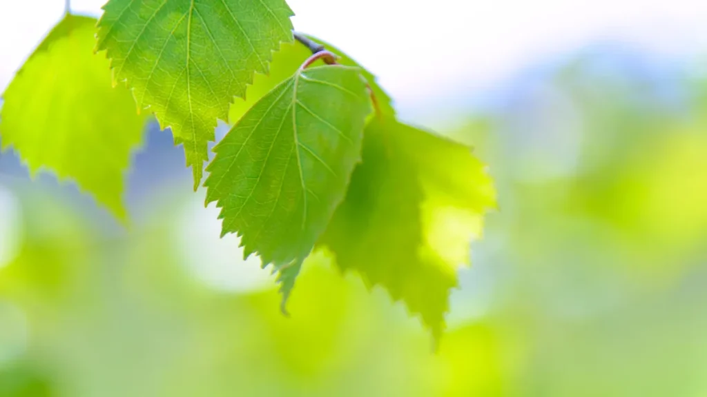 グリーンエキスポ2027とはどんなイベント？