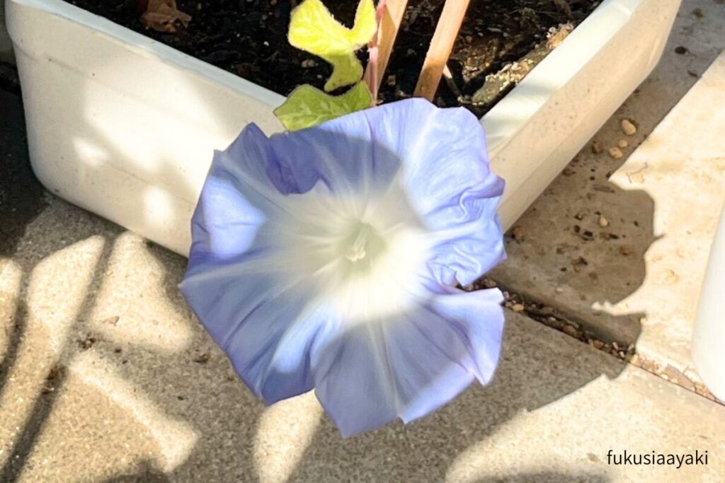 アサガオ花言葉私はあなたに絡みつく